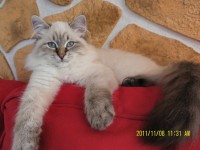 /album/galeria-ambrozja/ambrozja-kocigajpl-jpg/